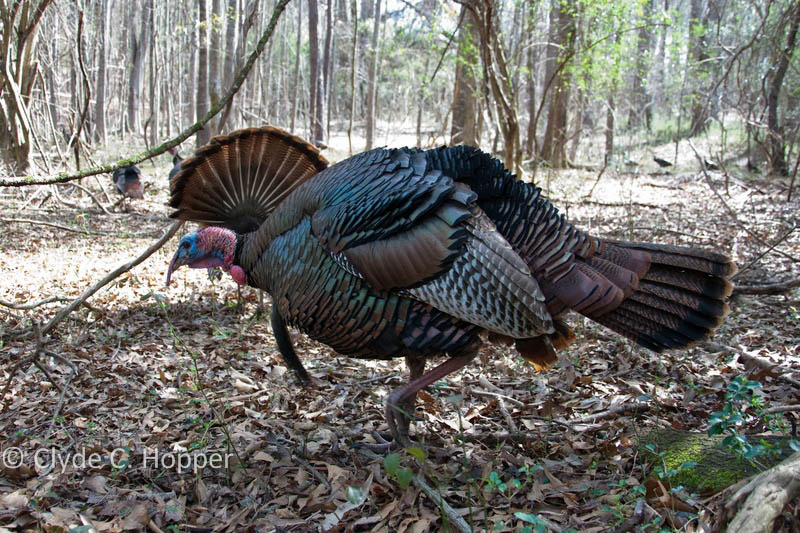 Public land hunting virginia