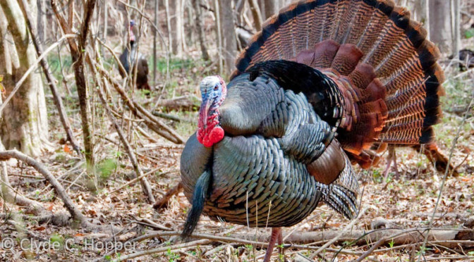 Eastern Wild Turkey