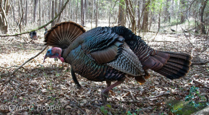 Turkey Hunting Public Land