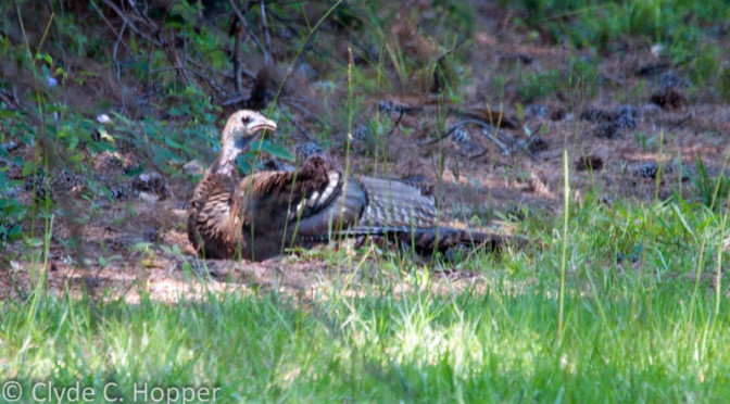 Wild Turkey Hen Dusting