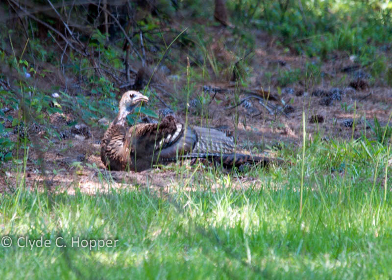 Wild Turkey Hen Dusting